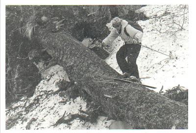 Tree Grind